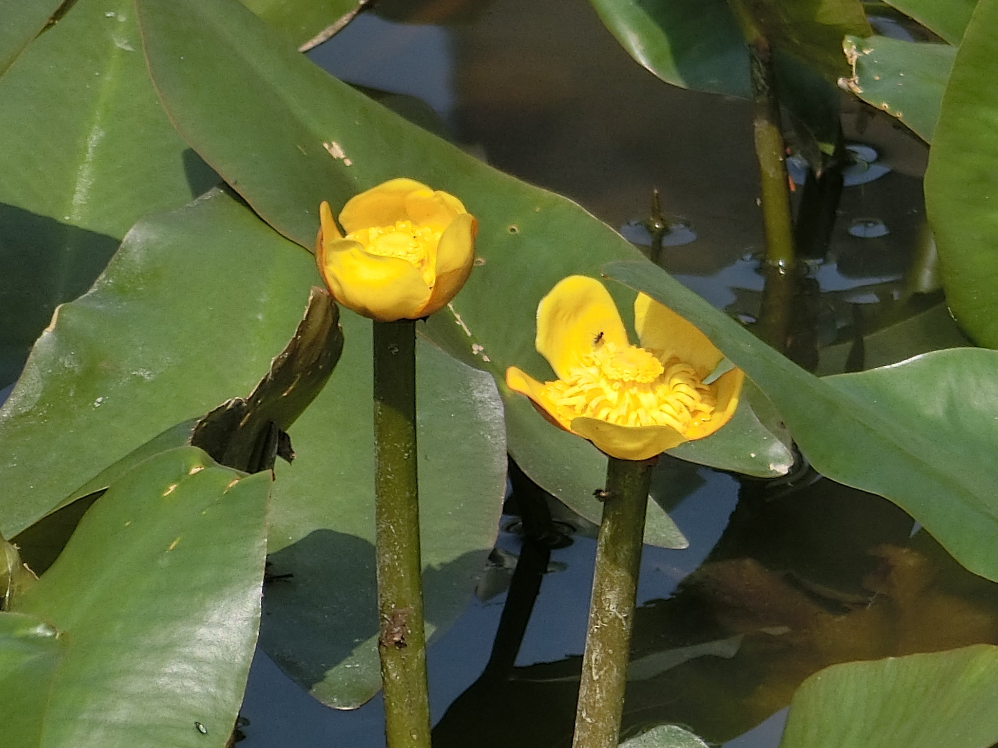 古代蓮の里 園内の様子 園内の色々な花が咲き始めました 暖かくなると 花でいっぱいになります 今月は牡丹をお楽しみ下さい 黄色い花は水生植物園にある コウホネ です 行田 古代蓮 蓮 花 T Co Jiporjxerj Twitter