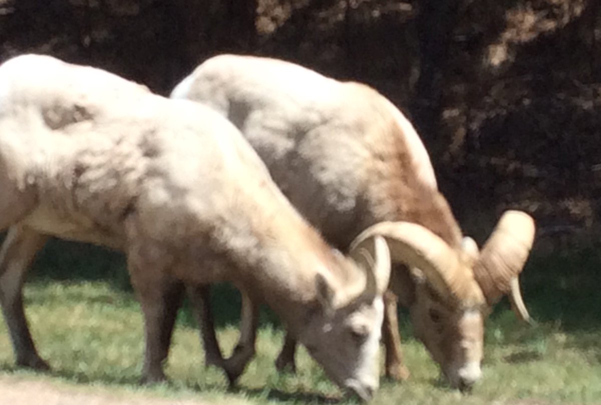 TourEstesPark's tweet photo. Bighorn sheep on the tour today.  Heard them bleating on the hill https://t.co/sjZciOYXZ1
