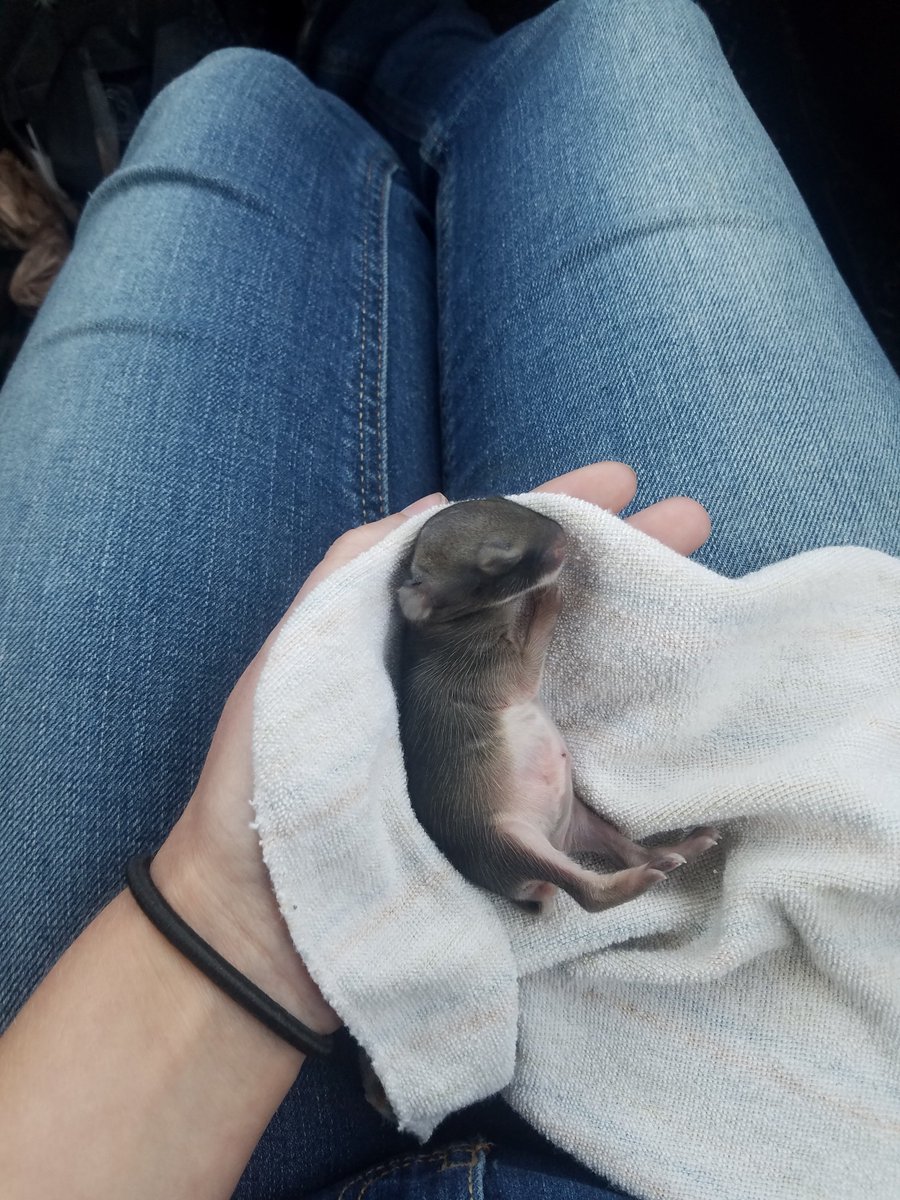 Hollywood19Miss's tweet image. Another day, another rescue. 😍❤🐰#BabyRabbit #animalrescue