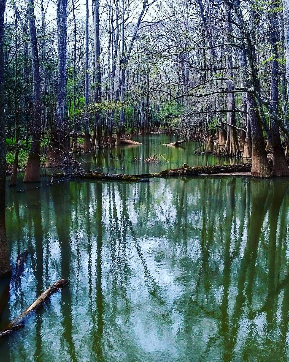 GoHiking2day's tweet photo. When @the_clt_aesthete went to go hiking today she went swamp'n in Congaree National Park and captured this wicked photo. https://t.co/LU6P45MHWM