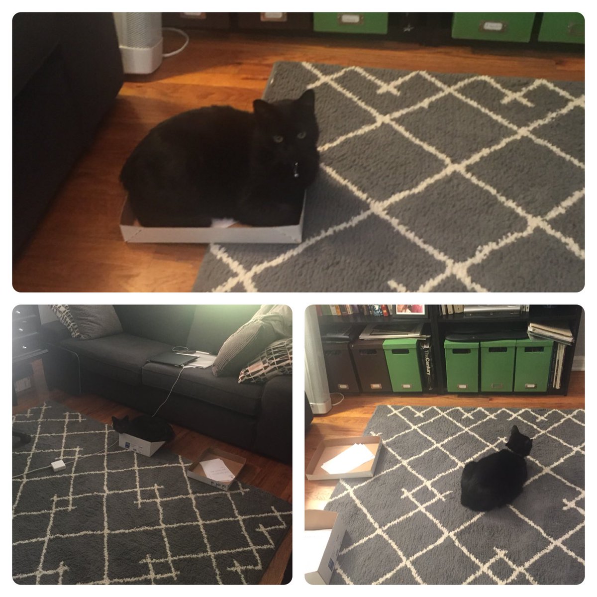 liz_skilton's tweet photo. #happynationalcatladyday! #catcurator #writingbuddy https://t.co/eoaX9PlTbI