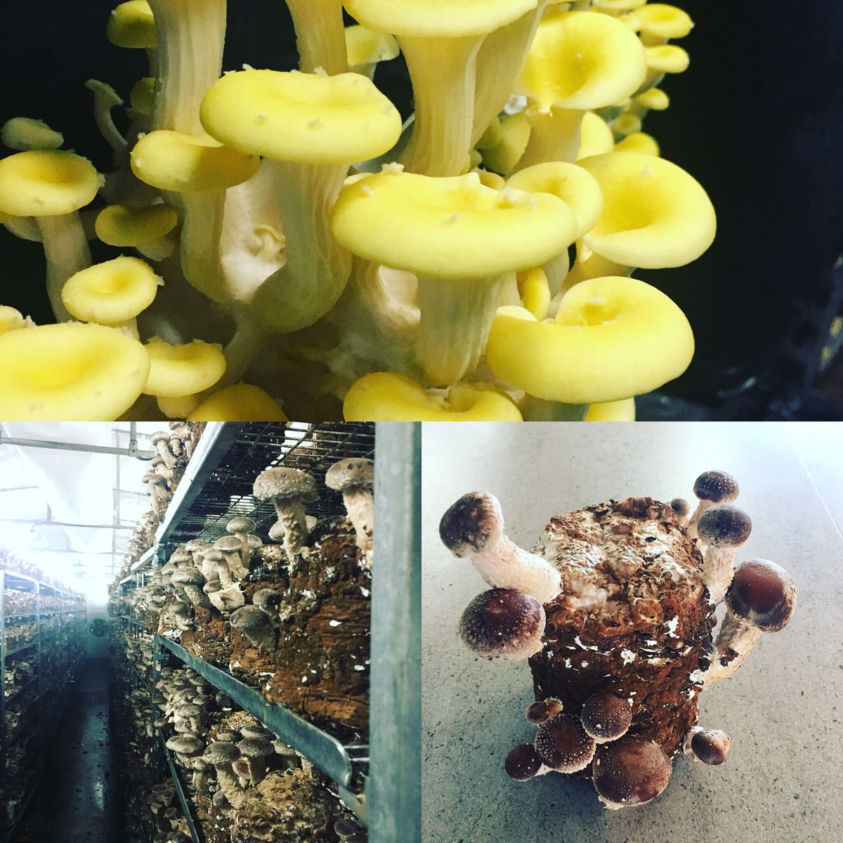Great to have fantastic mushrooms grown locally.