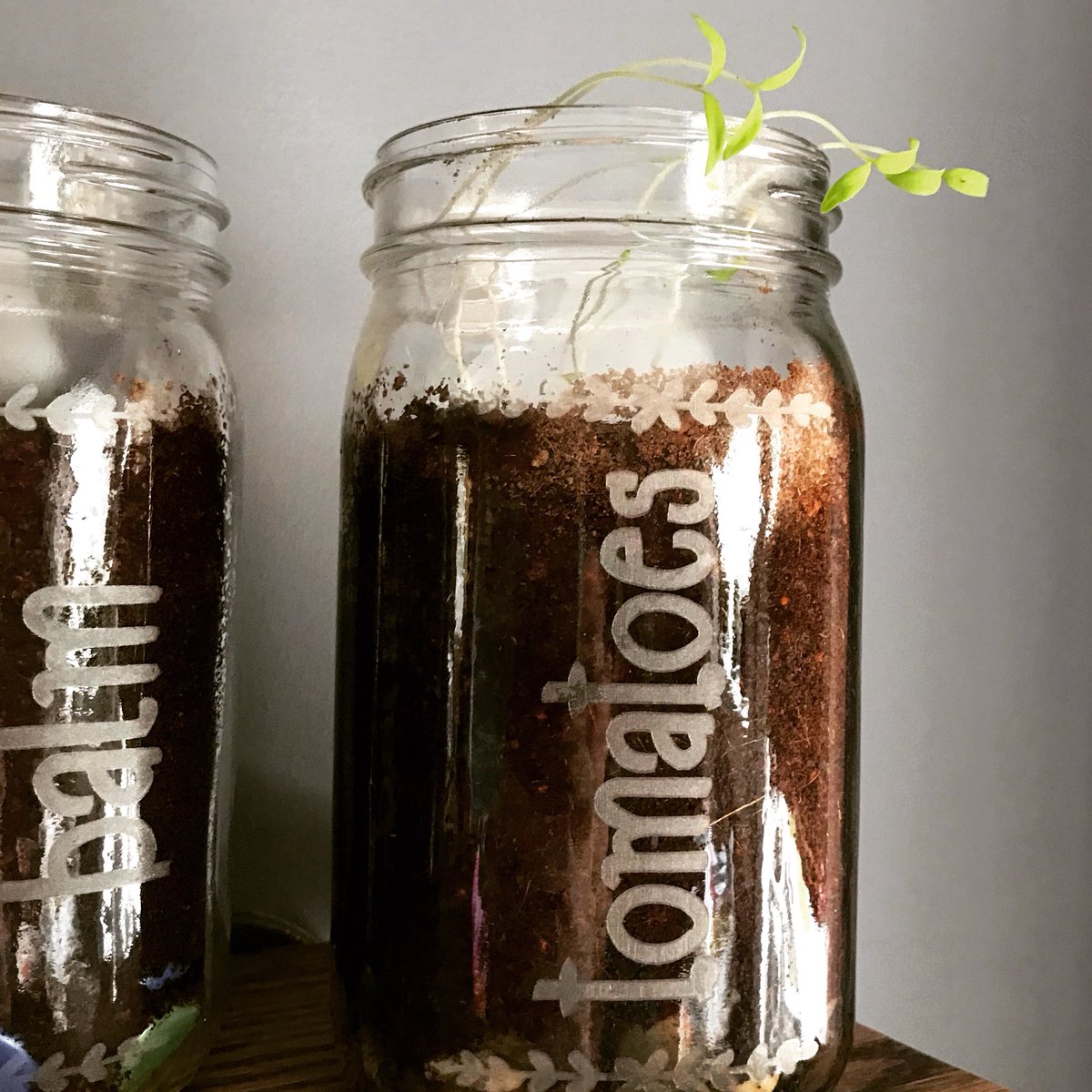 Humble_Elephant's tweet photo. We’ve got some happy tomatoes 🍅 peaking over our Mason jar!

#tomato #tomatoes #growingtomatoes #masonjargarden #masonjar #masonjars #veggies #spring #garden #gardening https://t.co/BHLVsJWDEQ