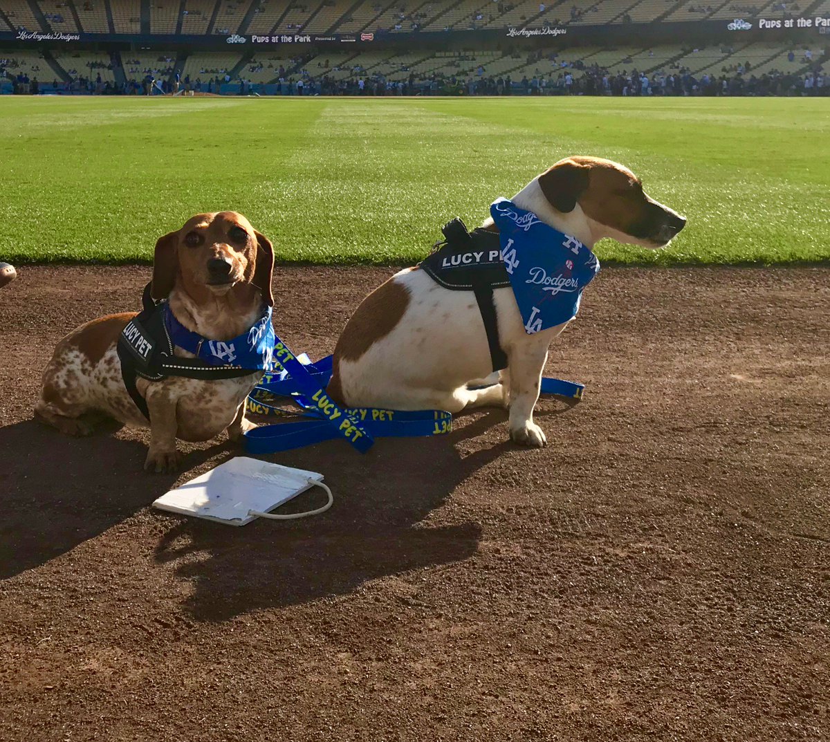 Julius-K9® tweet media