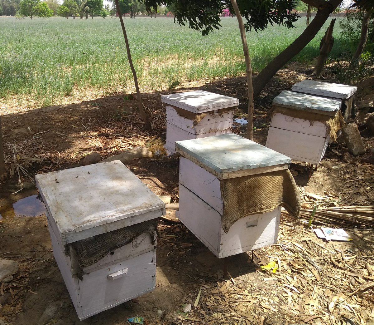 yash_apiary's tweet photo. #honey #super are up.. #extraction #starts in a week to ten days. #golden #amber coloured #sweet #honey
#sweetrevolution 
#yashhoneyandapiaryproducts 
#Yashhoney 
#startupindia 
#startup https://t.co/lWsUZnXmyn