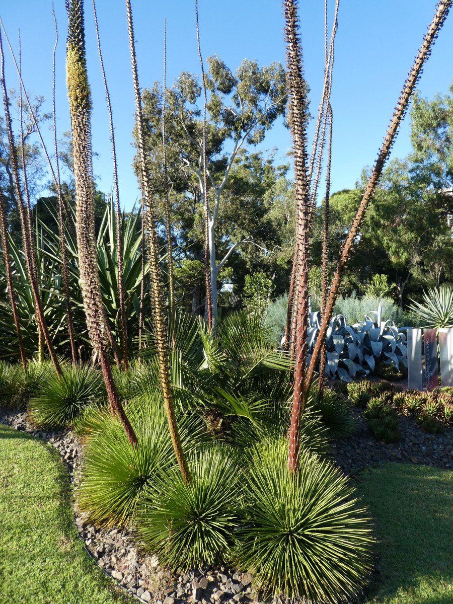 T.sprengeliana × T. geminiflora #2 良いです（チランジア 