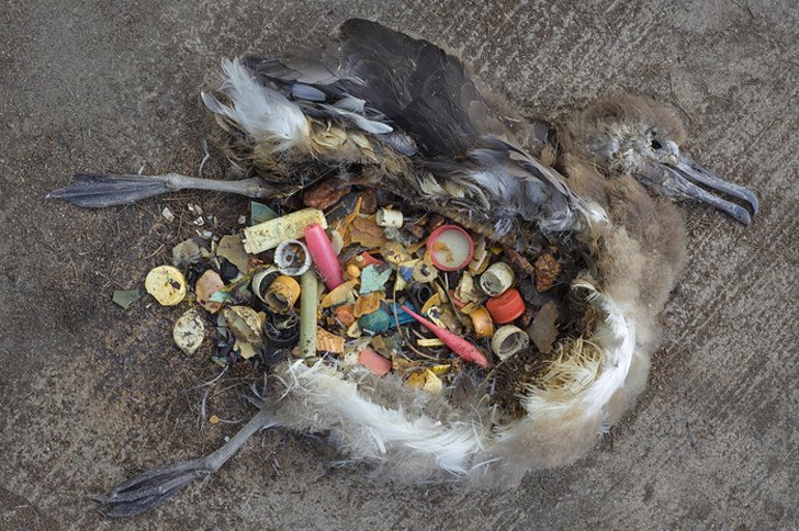 PartidoPACMA's tweet photo. El plástico, cada vez más común en la dieta de las aves marinas 🦆

📸 Esta imagen lo dice todo. #EnviadoEspecialplástico https://t.co/vECe9GVHAS