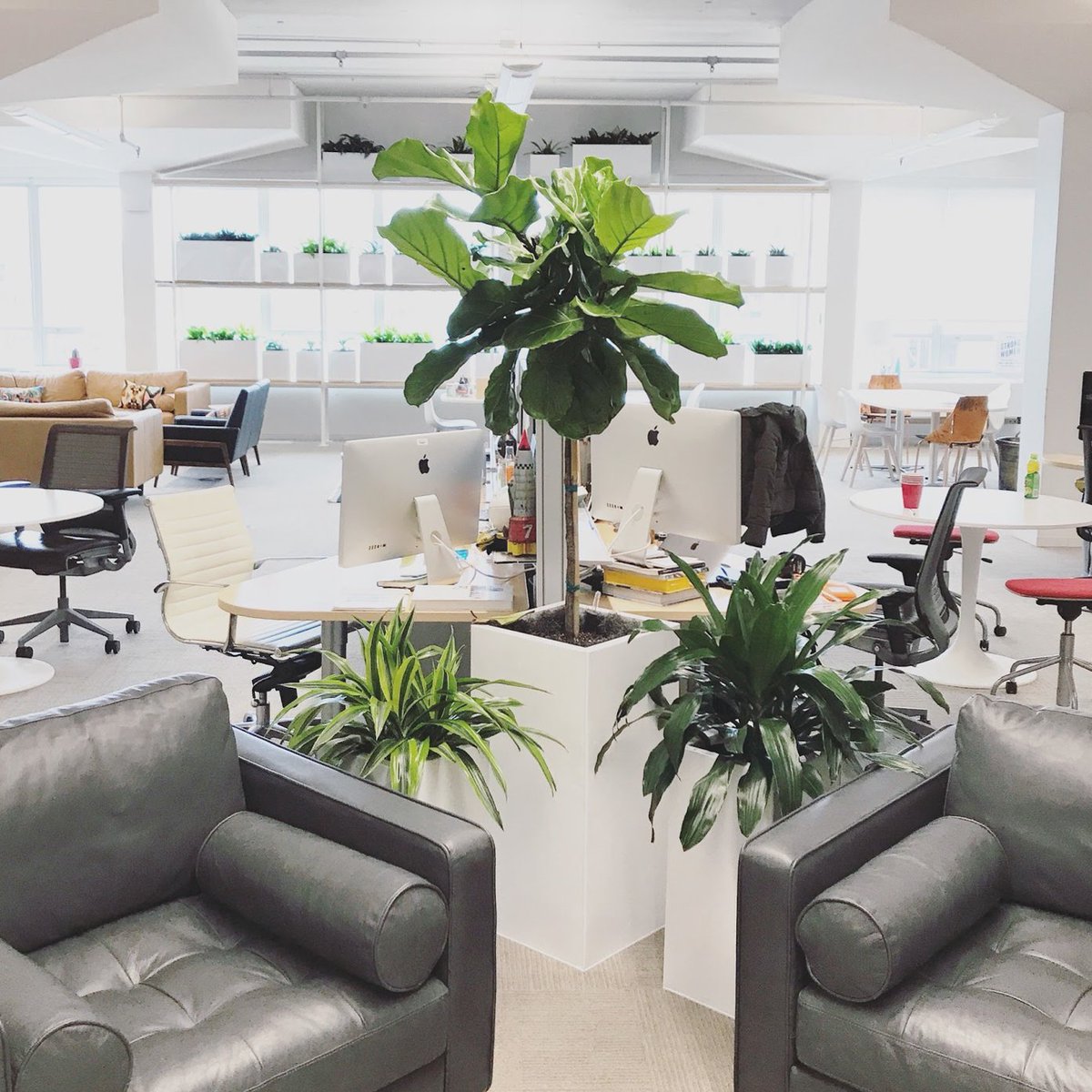 barkleyokrp's tweet photo. Fun Fact: Did you know plants can increase creativity by 45%? We’re digging the fresh source of inspiration. #AddBarkley https://t.co/IxTDz3eZdT