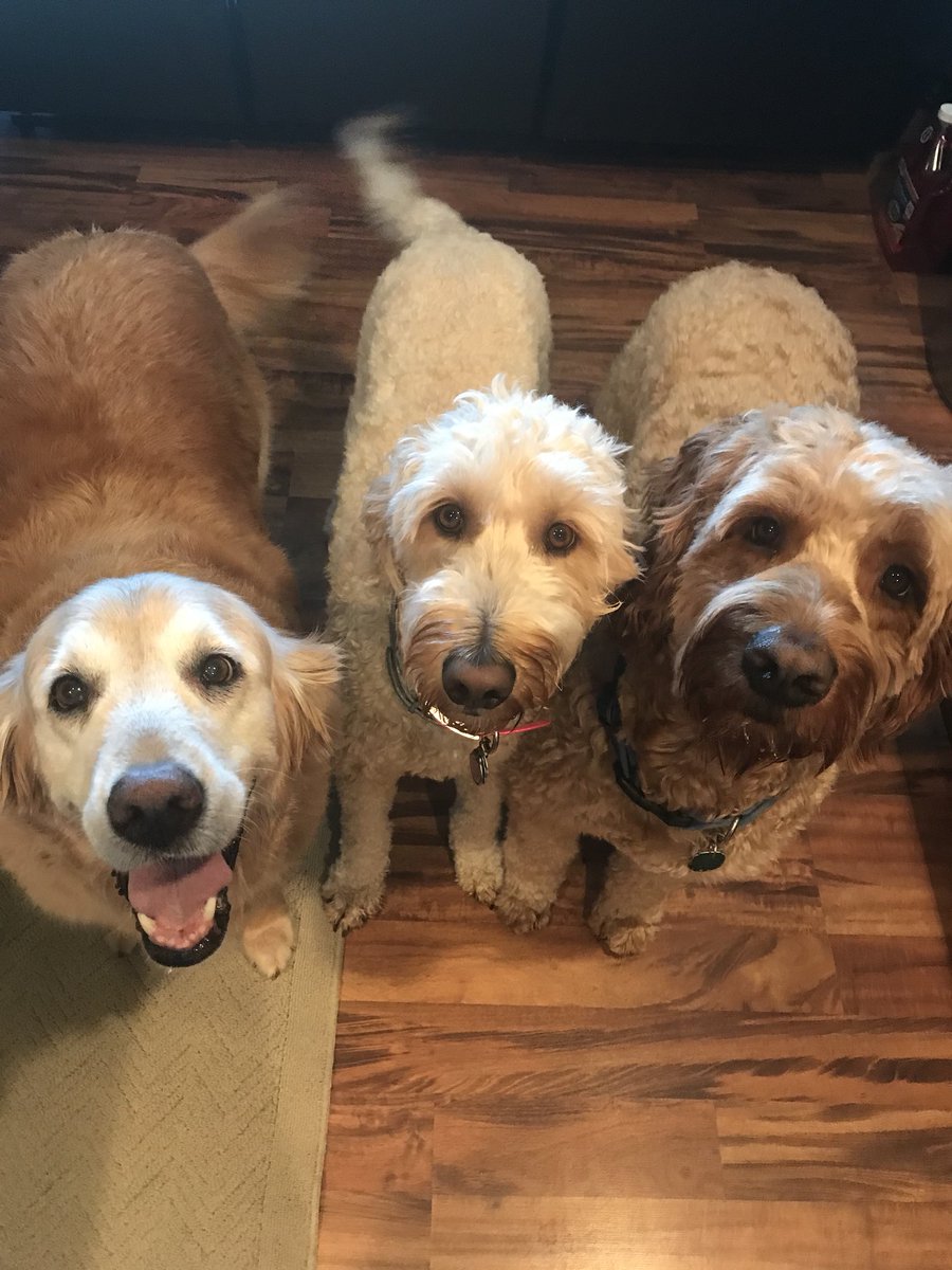 DoodleKushman's tweet photo. Gangs all here. https://t.co/QozVoSi0L7