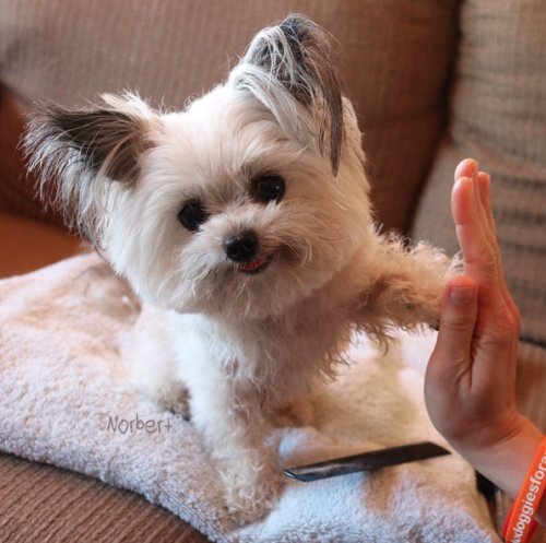 updogbox's tweet photo. Happy National High Five Day from UpDog! Nothing warms your heart more than getting a five five from a doggo. 😍 #BecauseDogsRule https://t.co/YshkHWM0US