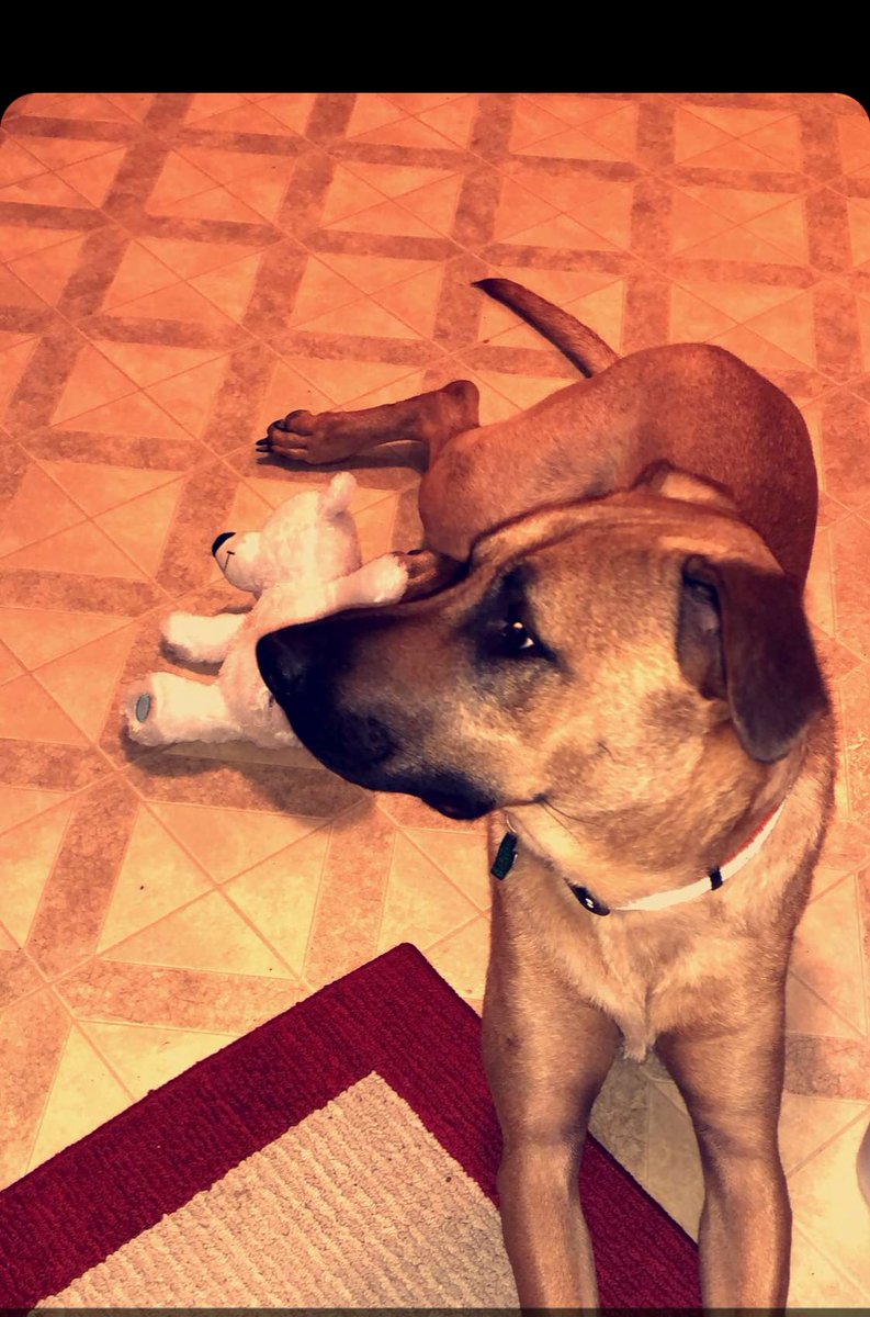 MaryDollinger39's tweet photo. My dog’s been missing around noon, we live in Western Hills off Calkins road, between Dye and Elms. He’ll answer to Albert and he’s a German Shepherd mix. Please rt!!!! https://t.co/0Grho78TSP