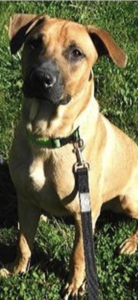 MaryDollinger39's tweet photo. My dog’s been missing around noon, we live in Western Hills off Calkins road, between Dye and Elms. He’ll answer to Albert and he’s a German Shepherd mix. Please rt!!!! https://t.co/0Grho78TSP