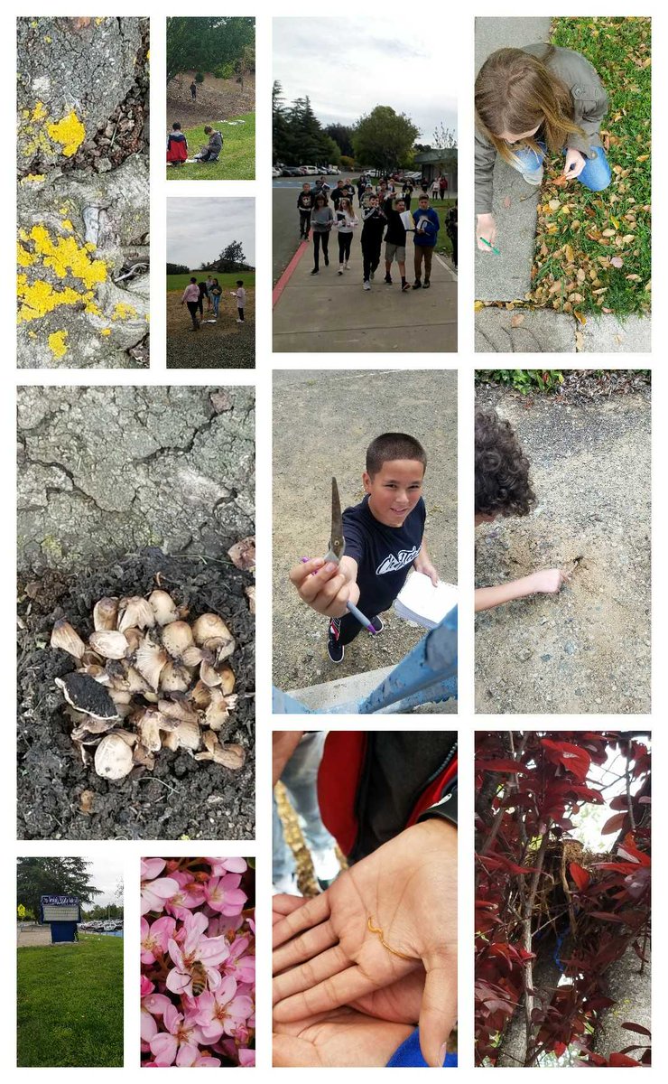 Almost end of week two of our Habitat project in 6th grade at BMS! I'm excited to hear their ideas on how we can help Wildlife and the habitat here on campus. #teambms #PBL #LoveMySchoolDay #mystudentswillsavetheworld