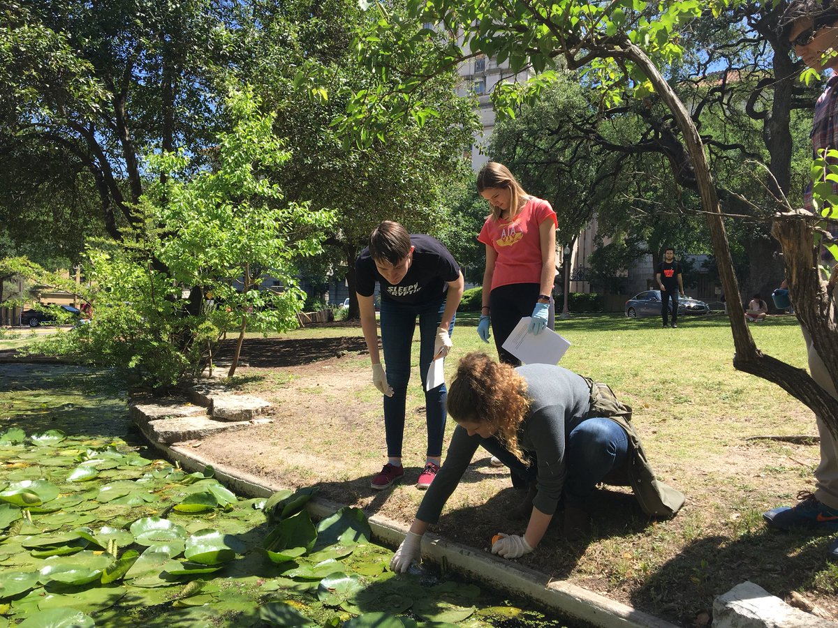 UTBiome's tweet image. From the #turtlepond to the lab! The #waterquality testing continues for CE341 students.  #UTBiome #enviroMap #UTLivingLab