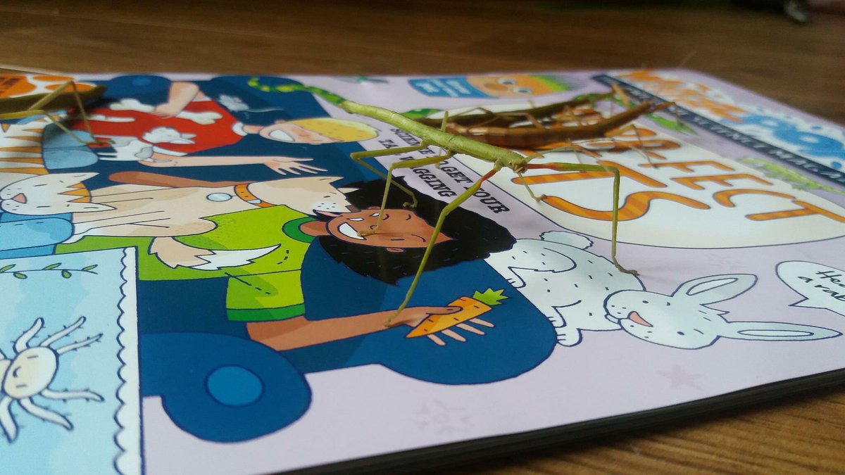 whizzpopbangmag's tweet photo. The stickiest stick insect enjoying the Purr-fect Pets issue of Whizz Pop Bang magazine! #petswithoutmuchcharacter #easypets #looklikeastickpets https://t.co/p8BLbbzhJa