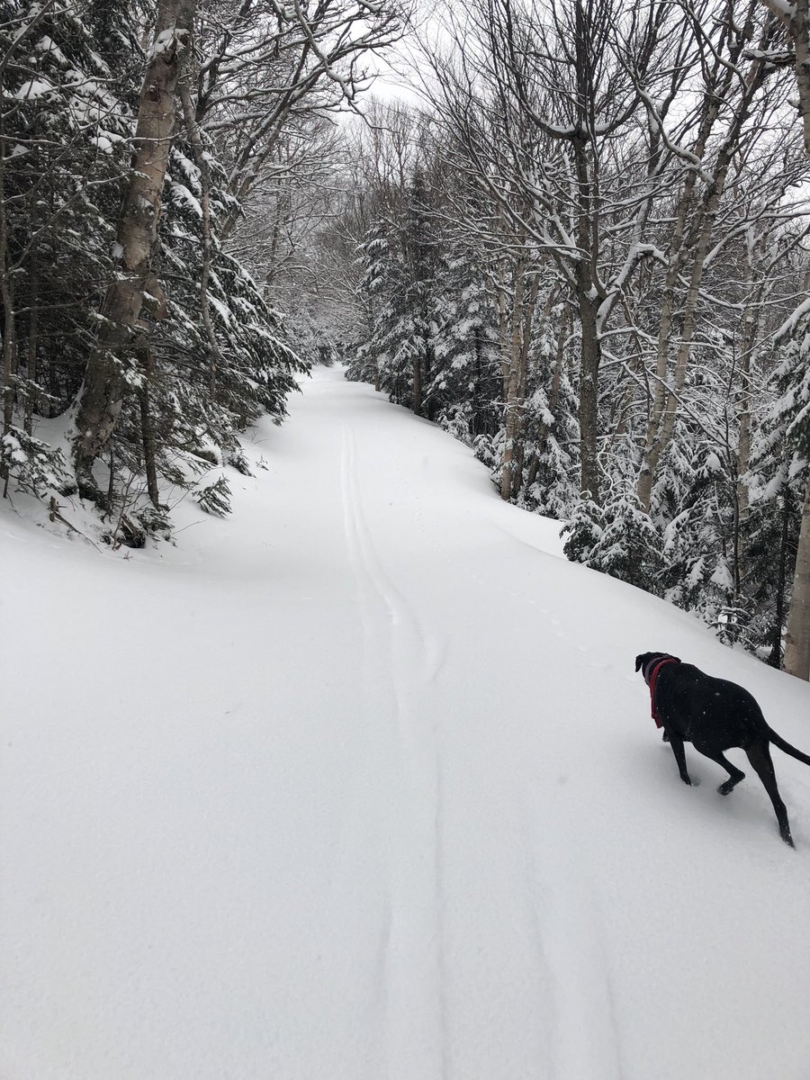 ZachAbuza's tweet photo. When in doubt, follow the dog. #BCVT https://t.co/bZkGM7FNik