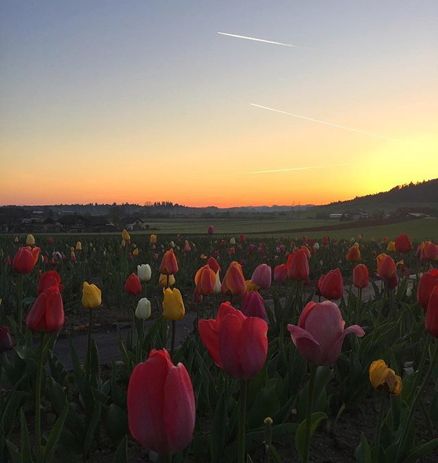 stoneysteiner's tweet photo. Good morning sunshine ☀️ ☀️
☀️
#jjmobilephotography  #instaamici #vsco #vscocam #liveauthentic #thatsdarling #darlingmovement #flashesofdelight #livethelittlethings #nothingisordinary #thehappynow #welltravelled #visualsoflife #visualsgang #passi… https://t.co/Pkz0yCZCkr https://t.co/XXv2wsf1mW