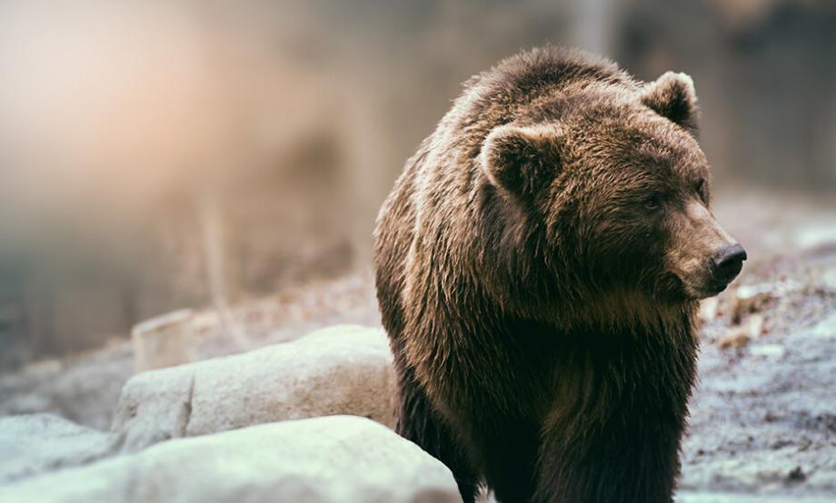 AIPSafety's tweet photo. Black Bear or Grizzly? Helpful guide to the big differences. | AIP Safety https://t.co/ElWMnO2WsD #albertabears #albertawildlife #wildlifesafety #safety #bears #bearawareness https://t.co/M9JIvW0XTy