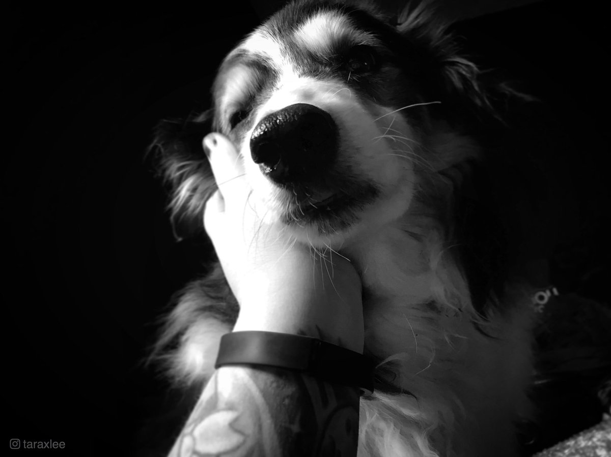 taraxlee's tweet photo. Hanging with this old biddy.

#Dog #Doggo #Pupper #DogLife #MustLoveDogs #WeeklyFluff #DogDays #Doggram #DogsLife #TopDog #ILoveMyDog #DogsRule #BestWoof #IFuckingLoveMyDog #BlackAndWhite #PetArt #BlackAndWhitePhotography #BlackAndWhitePhoto #OldDog #DogPortrait #DogPhotography https://t.co/YLzUZkjULT