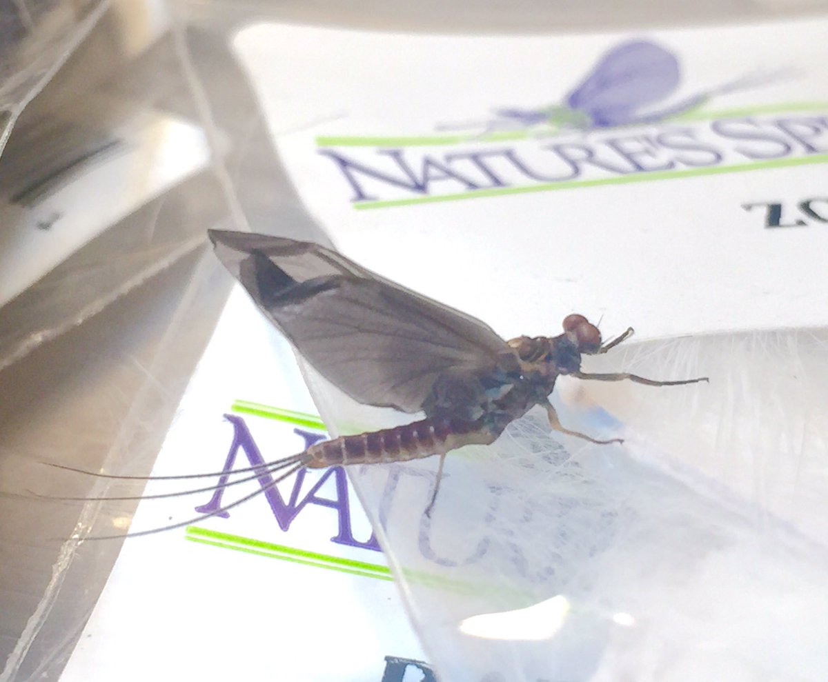 richpannone's tweet image. My new fly tying partner!#hendricksons #flytying