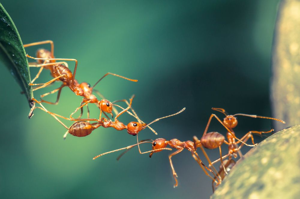 Colonies117's tweet image. Click the link to know more about self organization among ants. 
buff.ly/2Hhl2o4
#Ants #AntFarms #AntFarmsforsale