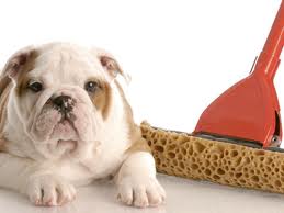 NaturallyCleanC's tweet photo. Good dogs don't make messes...but when they do...call Naturally Clean 📞👉🏡

https://t.co/kaQmwi8VHV

#cleanhouse #ecofriendly #ecocleaning #petsafe #babysafe #natural #704 #houscleaning #cleaningservice #cleanclt #wecleanclt #keepitclean #clt5 #cltagenda https://t.co/D0JGK801QA