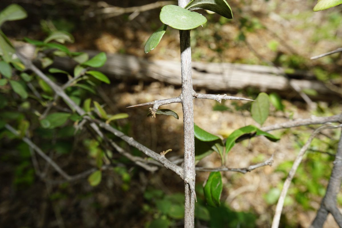 CaatingaPlantas's tweet photo. Collected near Mossoró today, this is Sideroxylon obtusifolium, a Sapotaceae whose latex dries into a rubbery solid. https://t.co/DyPYI5Qtis