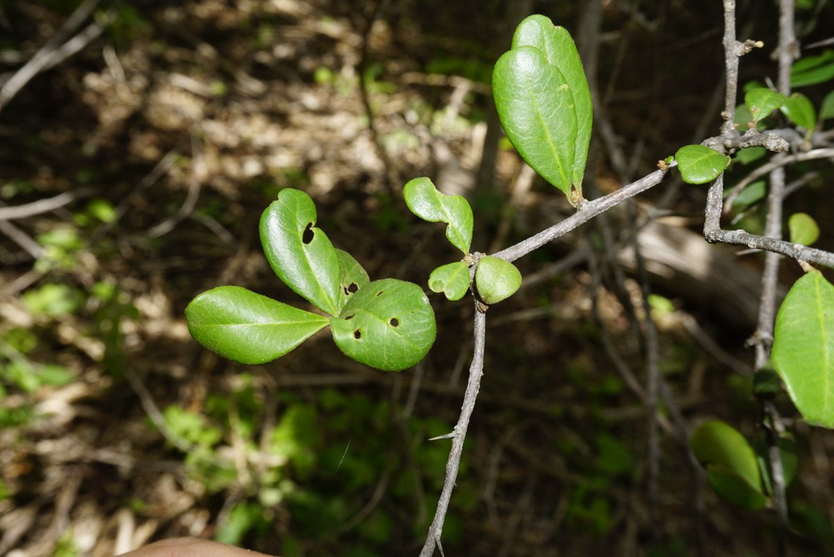 CaatingaPlantas's tweet photo. Collected near Mossoró today, this is Sideroxylon obtusifolium, a Sapotaceae whose latex dries into a rubbery solid. https://t.co/DyPYI5Qtis