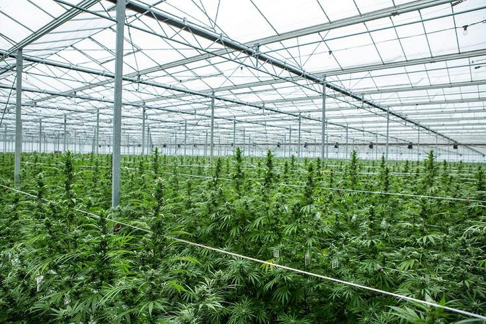 Forbes's tweet photo. FDA panel approves marijuana-based drug for epilepsy https://t.co/N42DCVd9td https://t.co/OcEbcfzonV