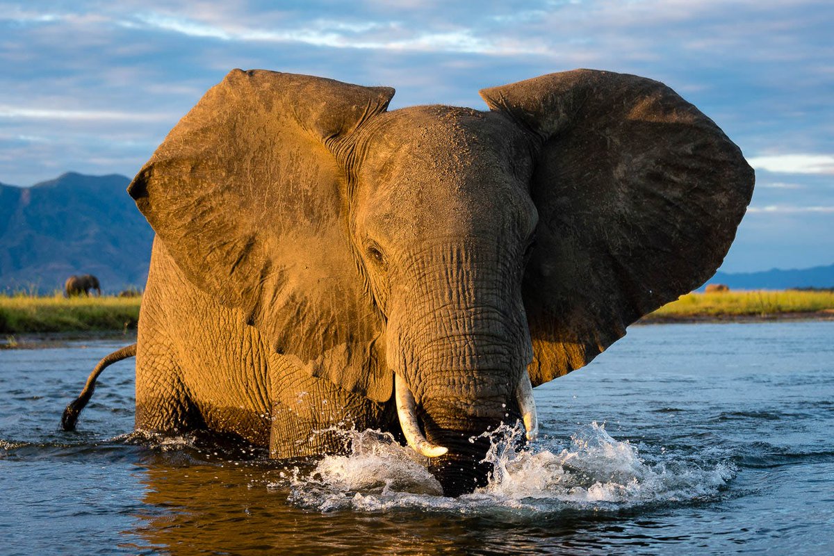 DGCagnati's tweet photo. Le #Zimbabwe , placé au cœur de l'#Afrique australe, le grand spectacle de la nature, tendance "National Geographic", s'ouvre aux visiteurs. Il abrite aussi les vestiges de la plus grande capitale antique de l'Afrique sub-saharienne #victoriapark  #svworld https://t.co/vJVXunhMh7 https://t.co/LsAfuelWnl