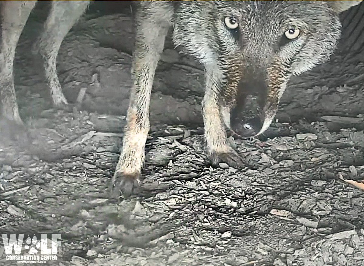 nywolforg's tweet photo. BREAKING BIG NEWS!
Critically endangered red wolf Charlotte (F2121) just GAVE BIRTH to at least 2 pups! Join them now via LIVE webcam (select "den 2") https://t.co/5ddl8Pepyx https://t.co/oseHzjHRdH