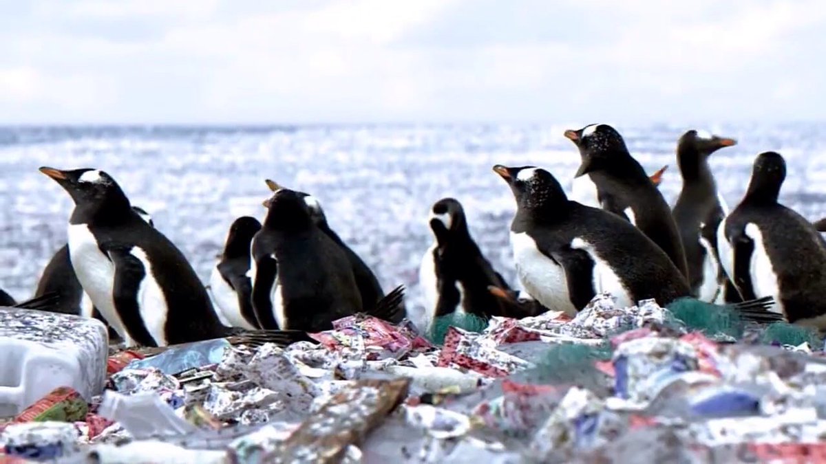 EricEdward33's tweet photo. In what world is this acceptable?
We must #BeTheChange we wish to see in the world.
@WavesNotPlastic.org
https://t.co/OmjdYQY10X
#ocean #plastic #pollution #water #education
#nature #travel #life #sustainable #penguin
#environment #conservation
#zerowaste
#WavesNotPlastic.org https://t.co/MVRXX5LCKB