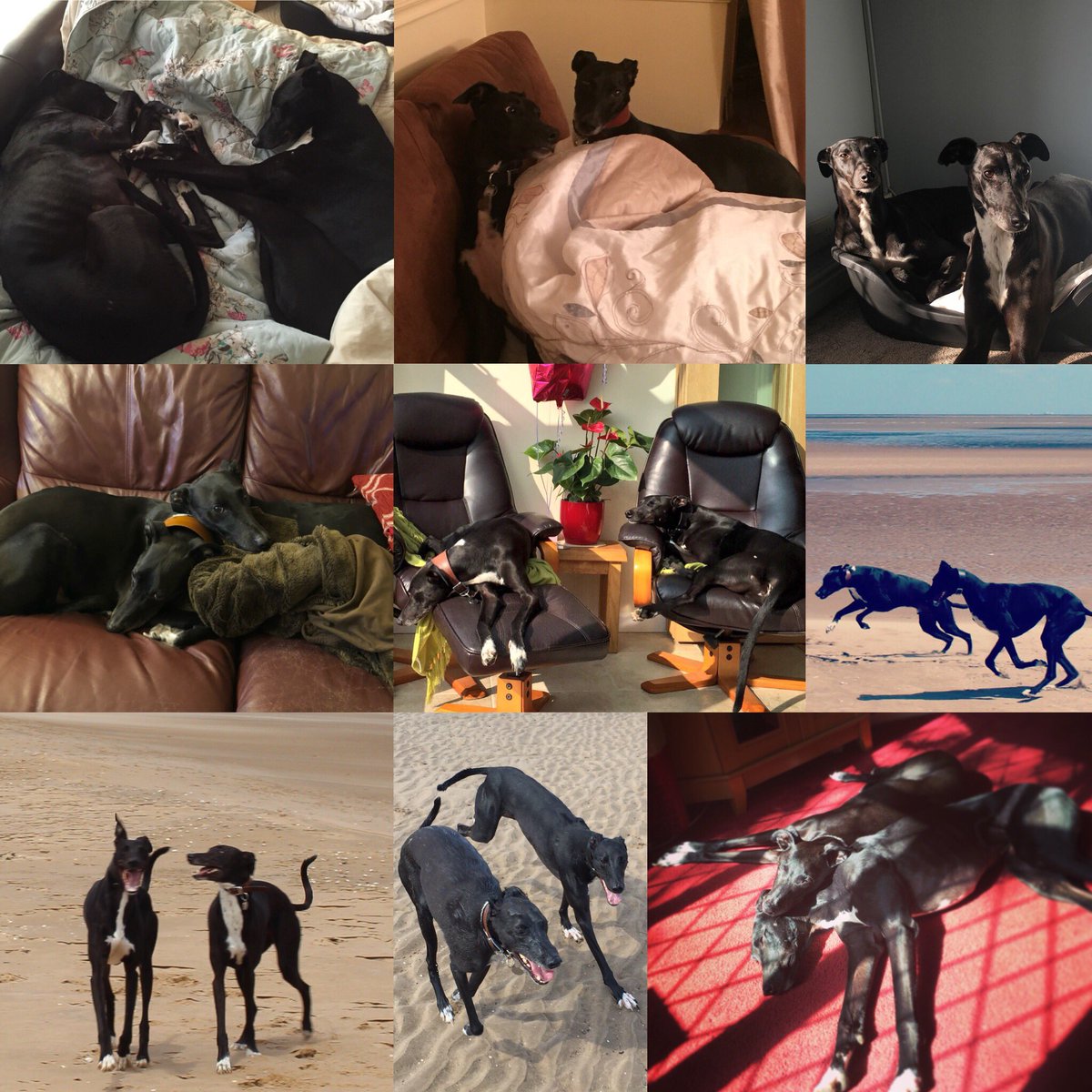 Ralphy_boy1's tweet photo. I lost my best friend and partner in crime yesterday 
Goodbye @Grey_domino 💔 https://t.co/3oGSKCUKSg