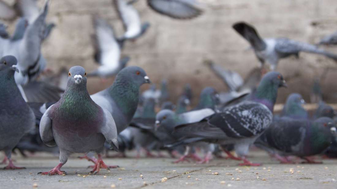 mental_floss tweet picture