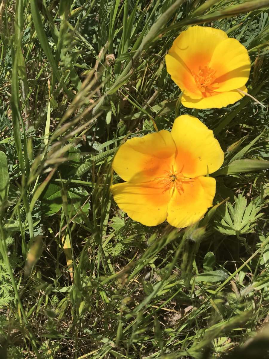 nvaziri's tweet photo. Thanks @GoldenGateNPS for hosting all of us from @WeWork for habitat restoration day. What a great mission to restore our native CA coastal flora! #WeworkImpact #EarthDayWeek https://t.co/5QmifM2b1e