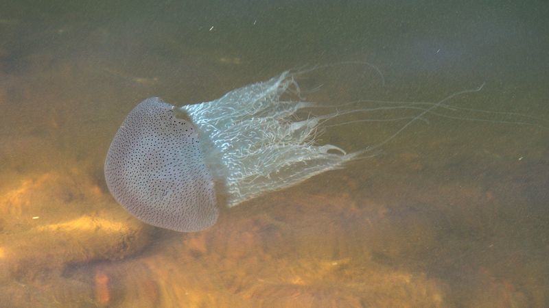 TheOnion's tweet photo. Jellyfish Can't Wait To Fuck Up Honeymoon https://t.co/wxqY0jpNxE https://t.co/CUao2vTZu1