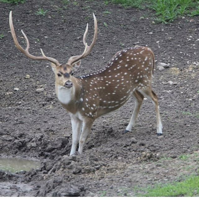 Scent_Blaster's tweet photo. Huge

Beautiful axis buck @texaslegacyoutdoors

#scentblaster #hunting #deerhunting #hoghunting #getmorescentout #axis #bigbuck #rackedout https://t.co/0zbwkChP7A https://t.co/D4jHIwecmC