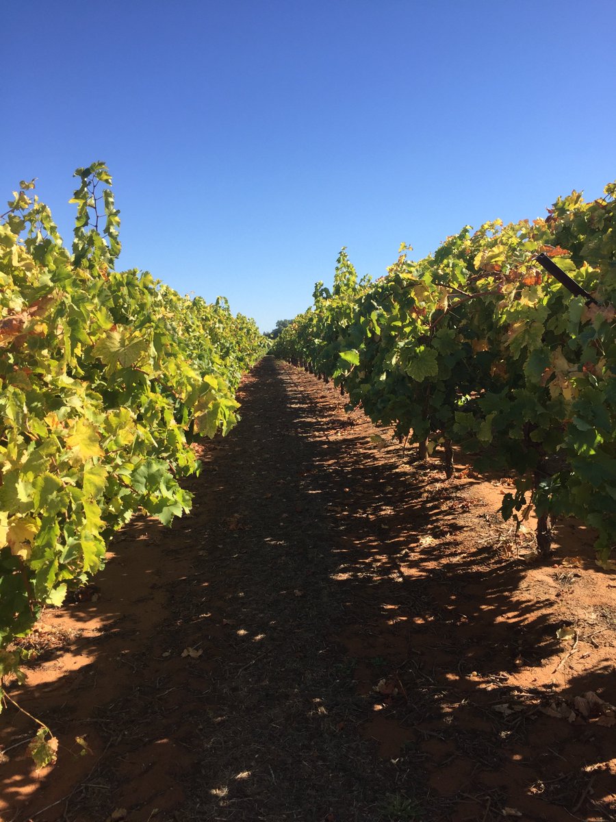 Howyoudoen's tweet image. Ripper day in Mildura @fitbetpod perfect for skinny men to holiday