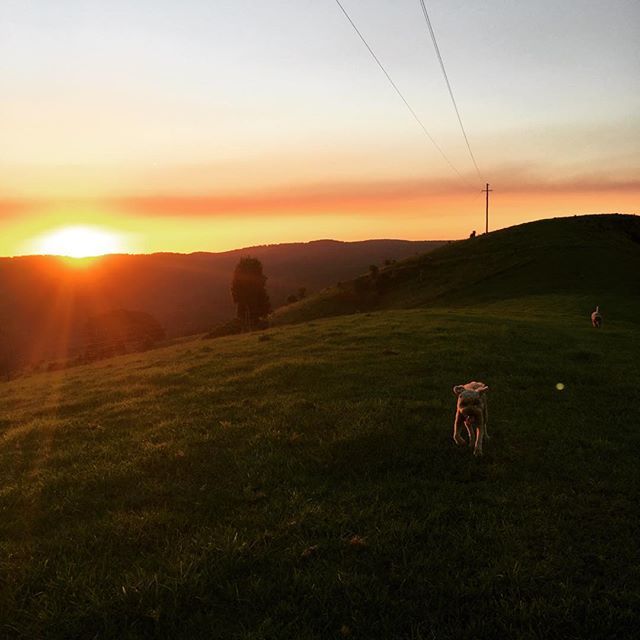 nil_in_thought's tweet photo. It’s a dog life.
⠀⠀
#bowser #lagotto #dog #sunset #mtmee #puppup #dogdog #amazingview #ontopoftheworld https://t.co/0juTiOJXCP https://t.co/9MSRktspTz
