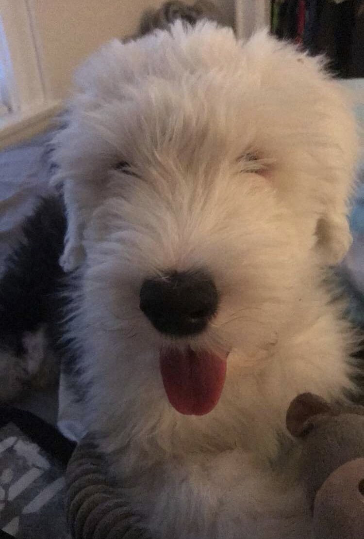 maddsfox's tweet photo. She just keeps getting cuter and cuter😭♥️ https://t.co/KZKfjqoYNb