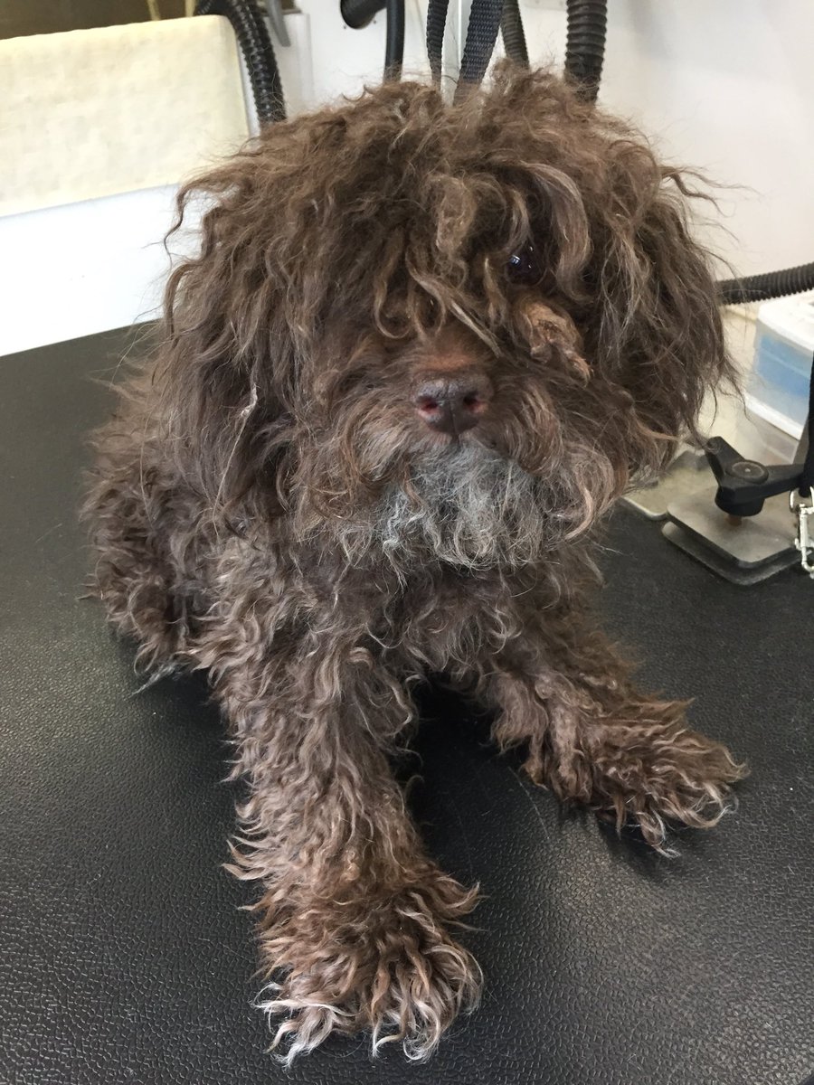 GroomAndZoom's tweet photo. #puppy#love https://t.co/zF6x6Z9EY9