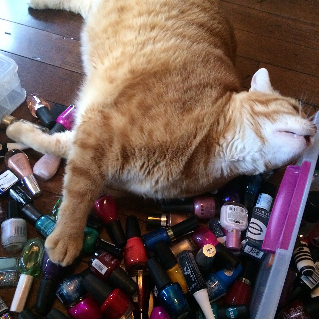 ChucksLitterBox's tweet image. Chuck rollin in nail polish #nailpolish #nails #funny #cat fatcat #lol #catlover #catnails #chuckslitterbox #follow4follow