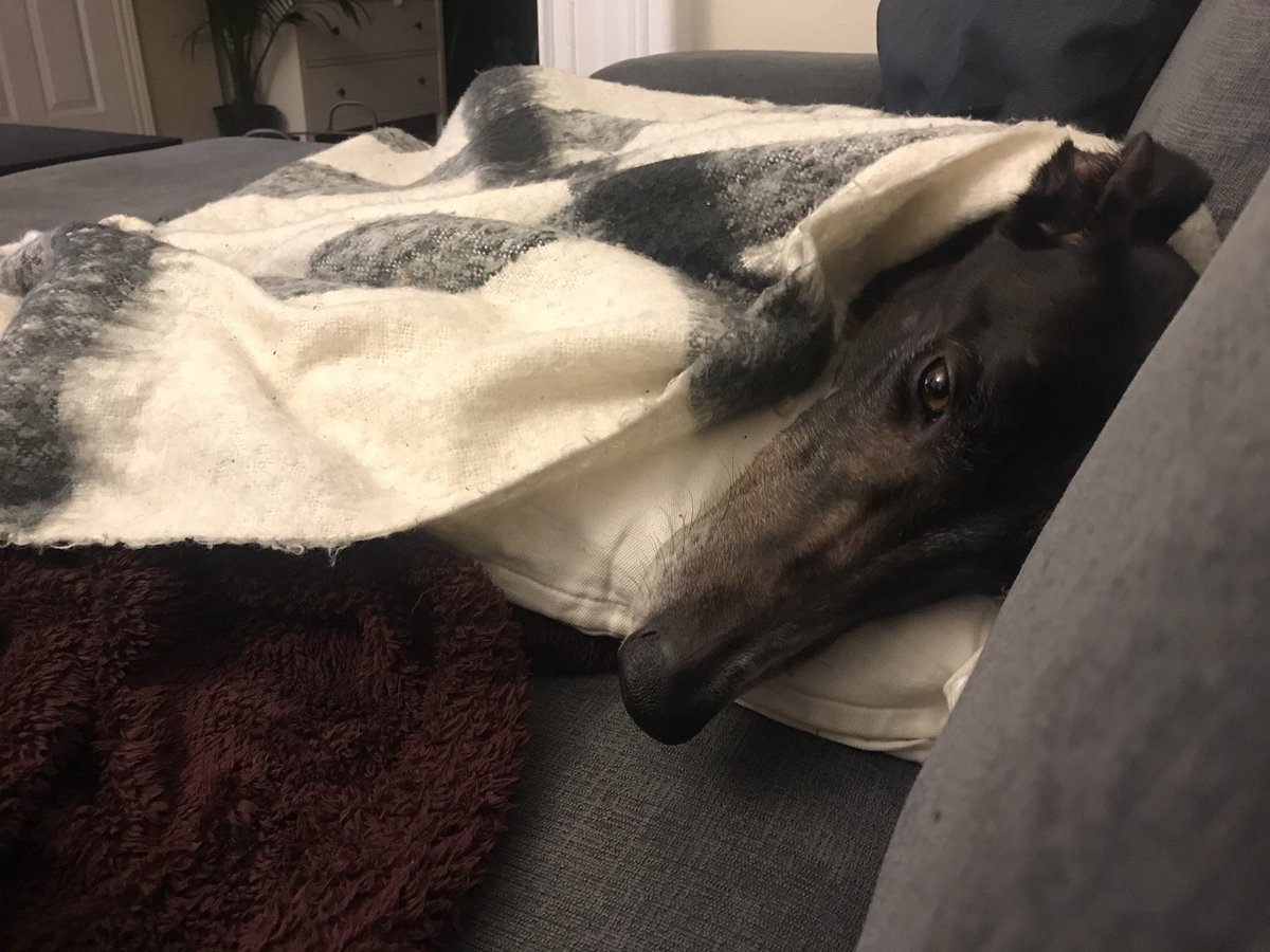 shannonmagee's tweet photo. Someone’s discovered blankies and the couch https://t.co/OvZs36cFDA