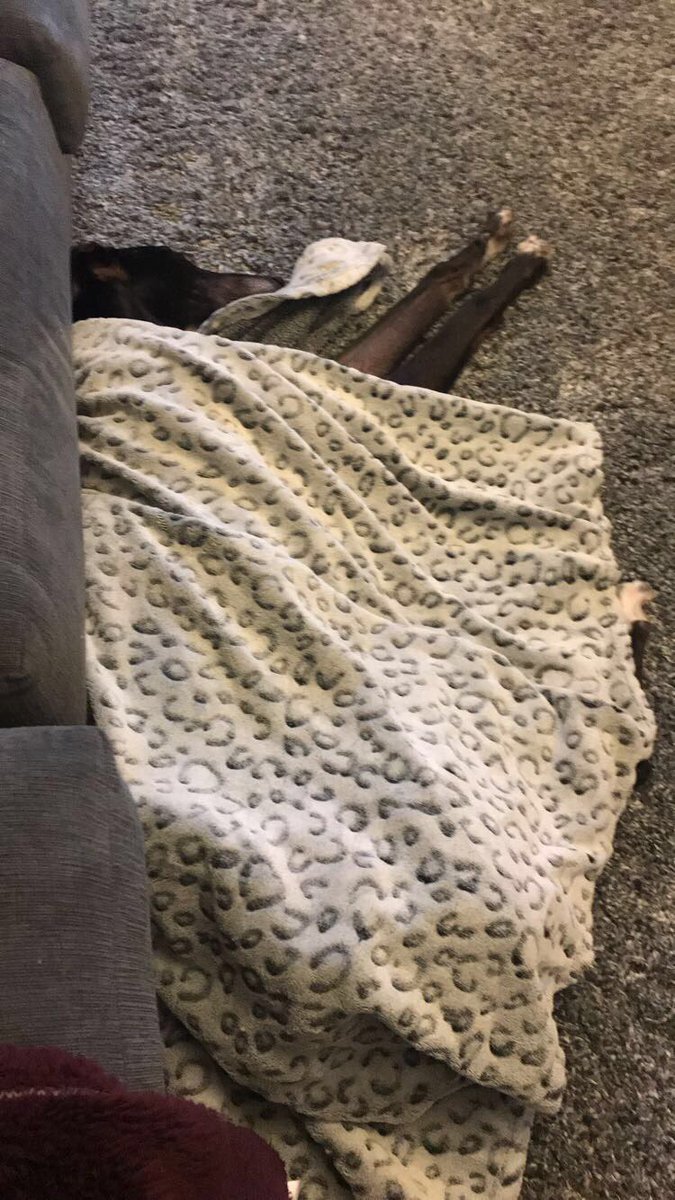 shannonmagee's tweet photo. Someone’s discovered blankies and the couch https://t.co/OvZs36cFDA