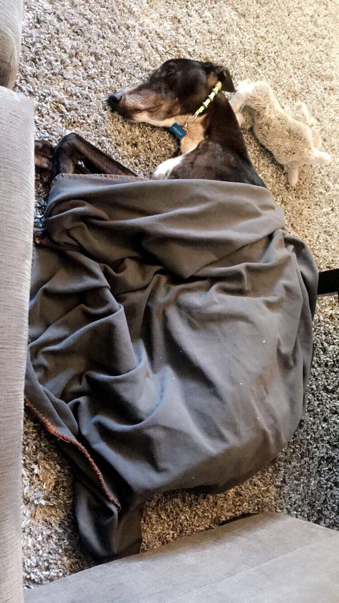 shannonmagee's tweet photo. Someone’s discovered blankies and the couch https://t.co/OvZs36cFDA