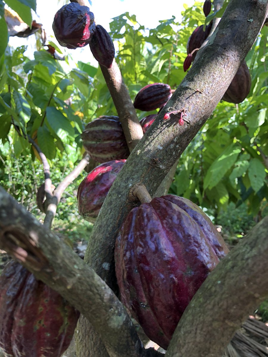 BigLeagueImpact's tweet image. These are cacao beans growing on a tree.  @MichaelWacha @Tyler_Lyons and others are working to @koutpoverty by helping farmers in the DR grow this cash crop to support and feed their communities.  #PledgeToday at pledgeit.org/for/striking-o…