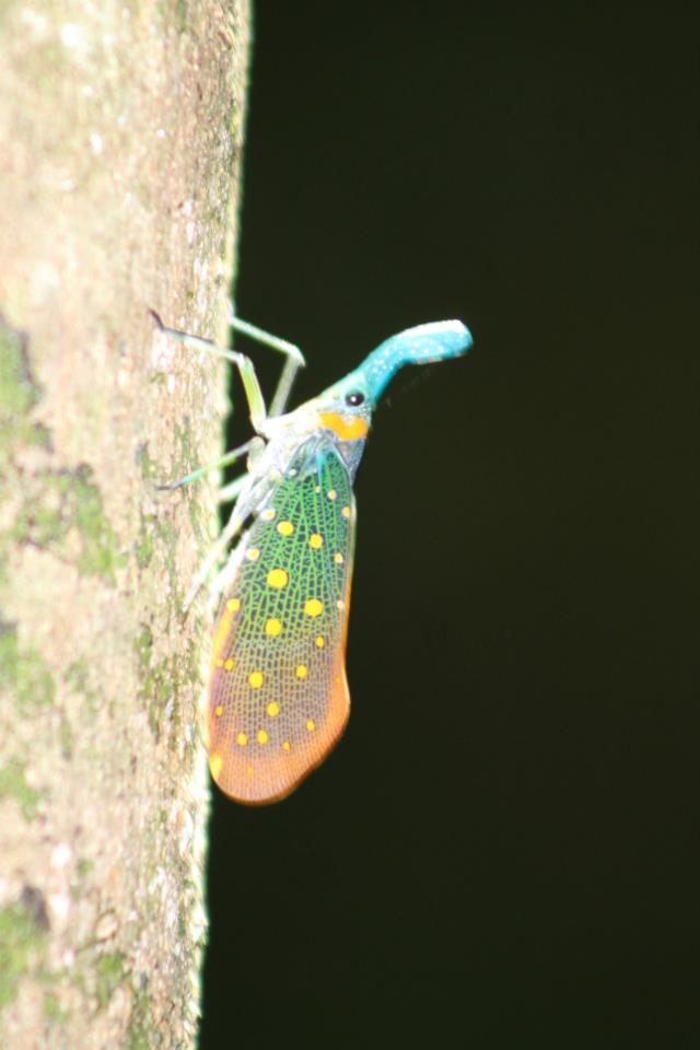 Erica_Odell1's tweet photo. Looking forward to going back to Borneo!
#ATBC2018 https://t.co/kz9b9vfptk