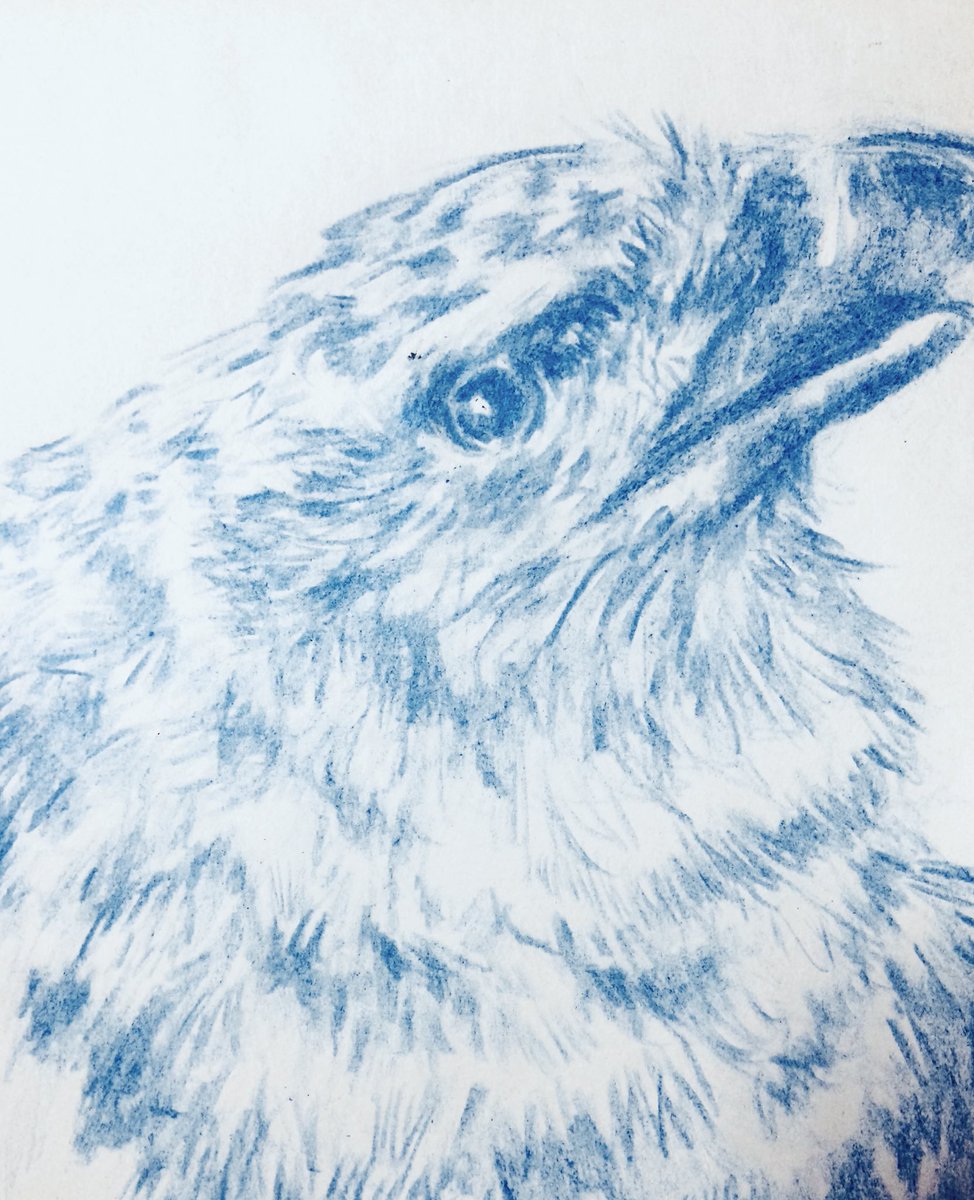 オウギワシ Kereses A Twitteren