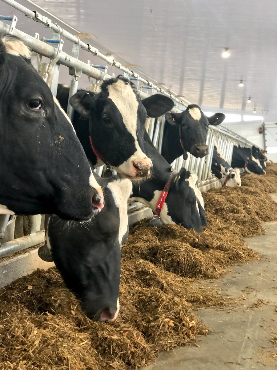 Quiet, bright contentment. Good milk comes from a good place and these beautiful cows near the Raisin River are indeed putting good food on Ontario’s tables. #ontag #sustainablenutrition
