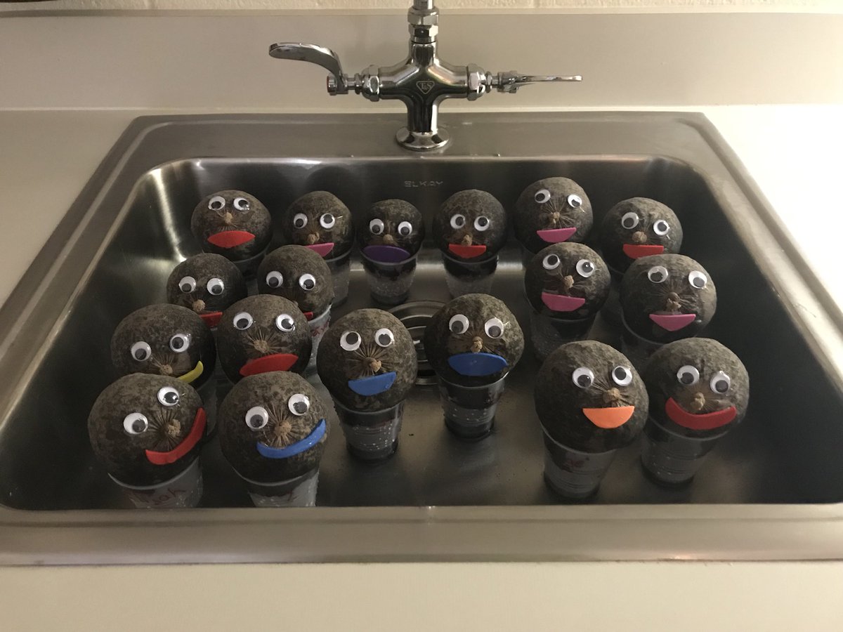 FarrsClassroom's tweet photo. We planted grass and gave it lots of water today. #FarrsClassroom is hoping our “grass heads” will grow quickly!! https://t.co/Jyl6fxPuDh